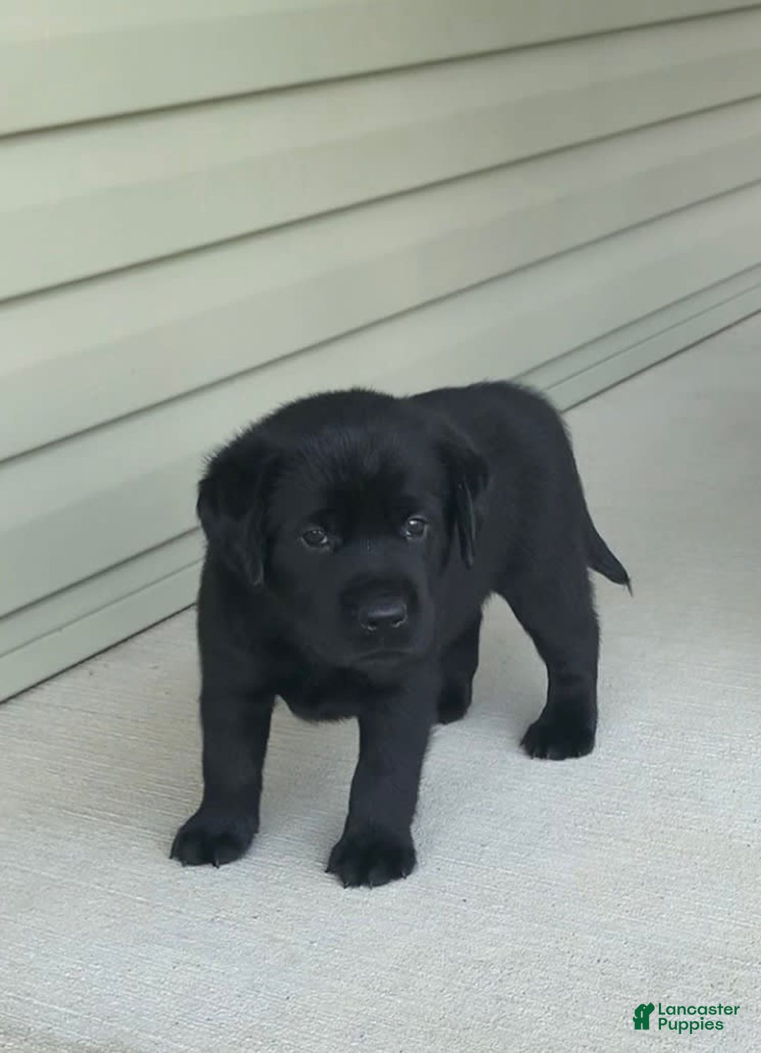 Labrador Retriever dogs for sale: Annie - Image 3