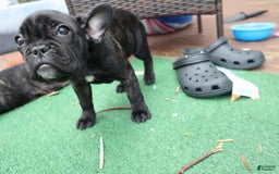 French Bulldog dogs for sale: Princess - Image 3