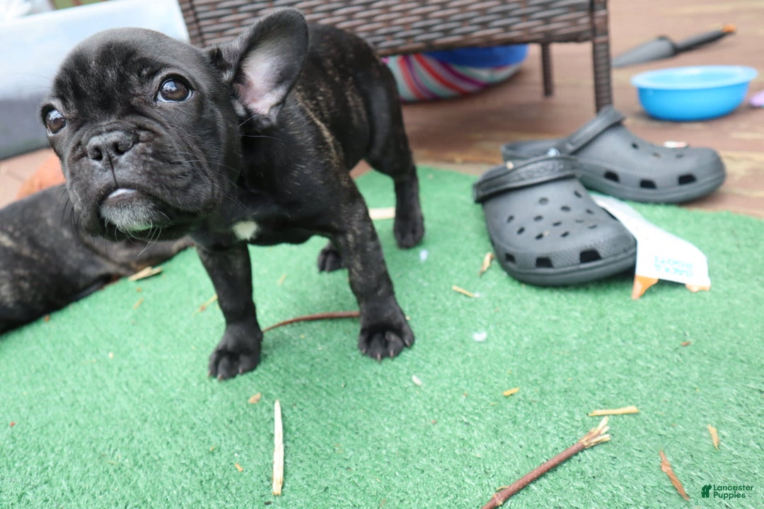 French Bulldog dogs for sale: Princess - Image 3