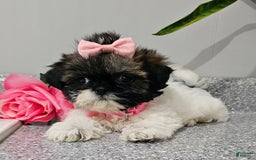 Shih Tzu dogs for sale: Tiny Tiff ❤️ - Image 27