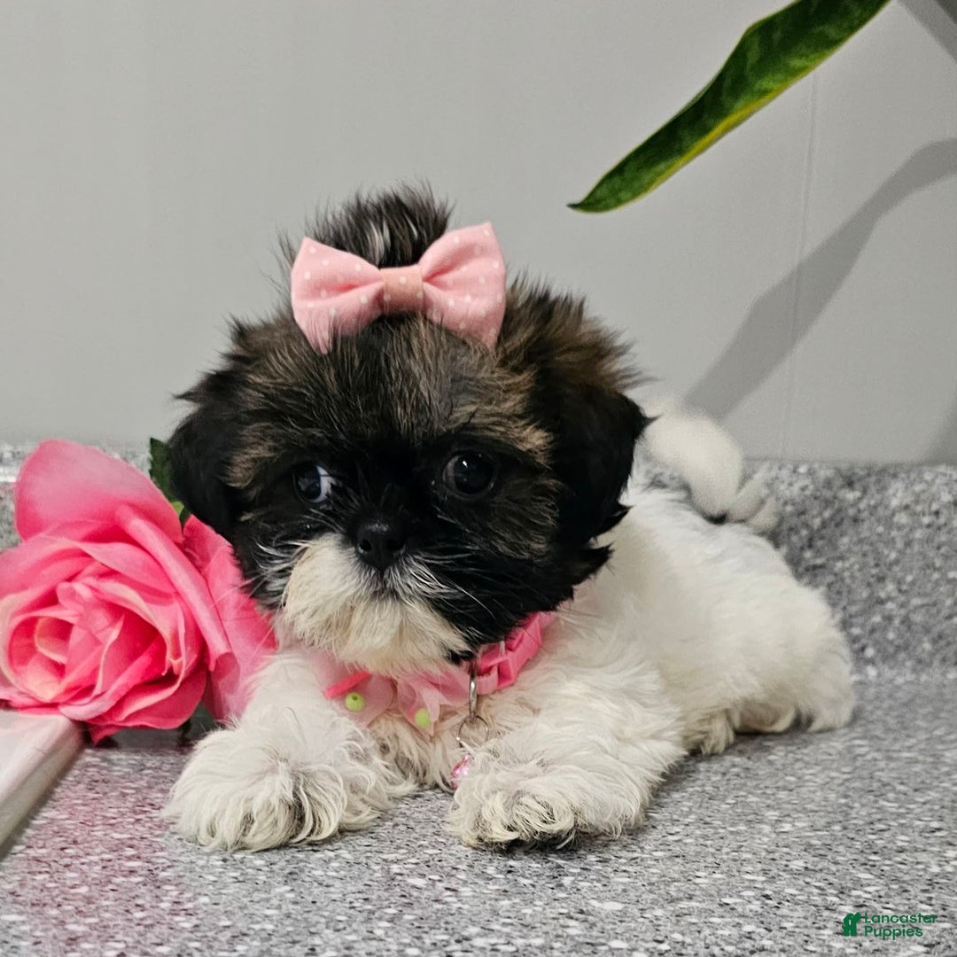Shih Tzu dogs for sale: Tiny Tiff ❤️ - Image 27