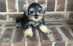 Miniature Schnauzer dogs for sale: Gypsy Male 1 - Image 4