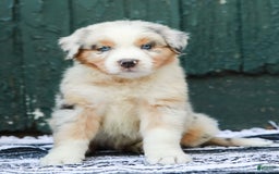 Australian Shepherd dogs for sale: Atlas - Image 10