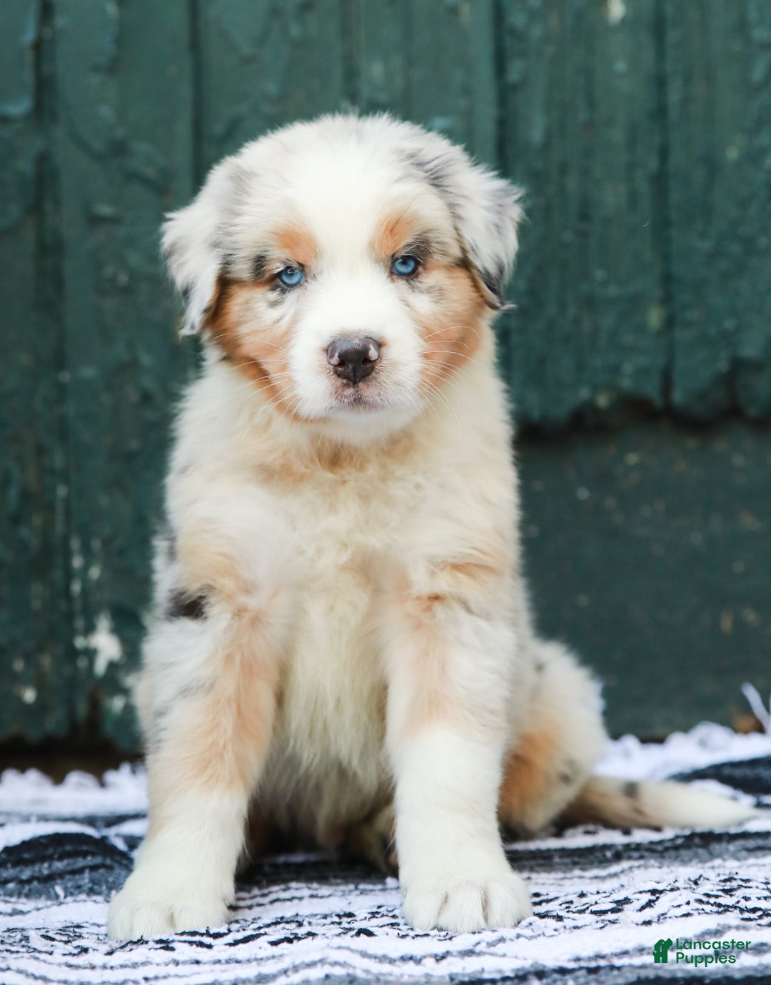 Australian Shepherd dogs for sale: Atlas - Image 10