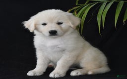 Golden Retriever dogs for sale: Kasey - Image 3