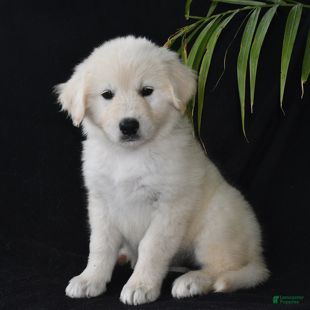 Golden Retriever dogs for sale: Kasey - Image 3