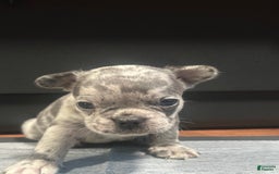 French Bulldog dogs for sale: Gonzo - Image 7