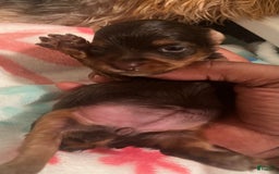 Yorkiepoo dogs for sale: Mocha - Image 5