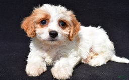 Cavachon dogs for sale: Blossom - Image 2