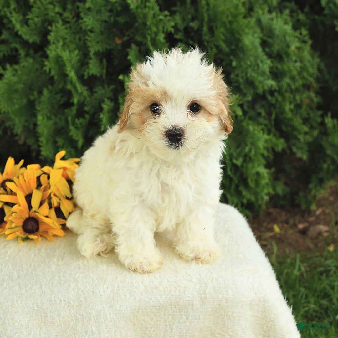 Maltipoo dogs for sale: Bonnie - Image 2