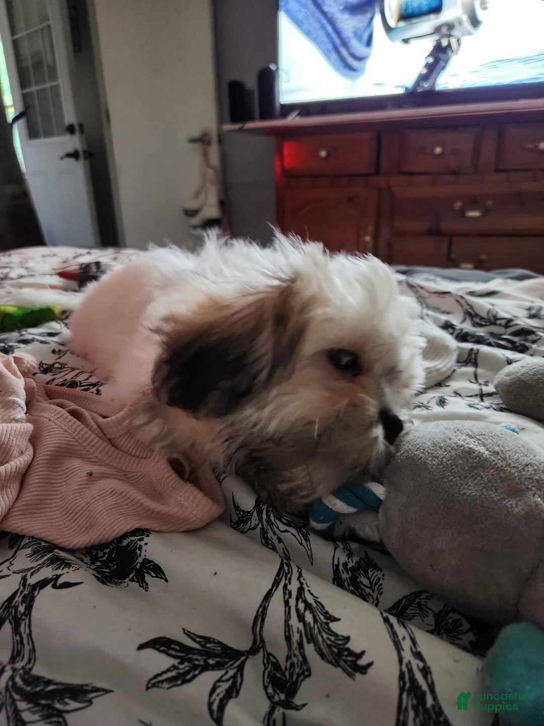 Shih Tzu dogs for sale: Shitsu Maltese - Image 4