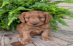 Goldendoodle dogs for sale: Ben - Image 33