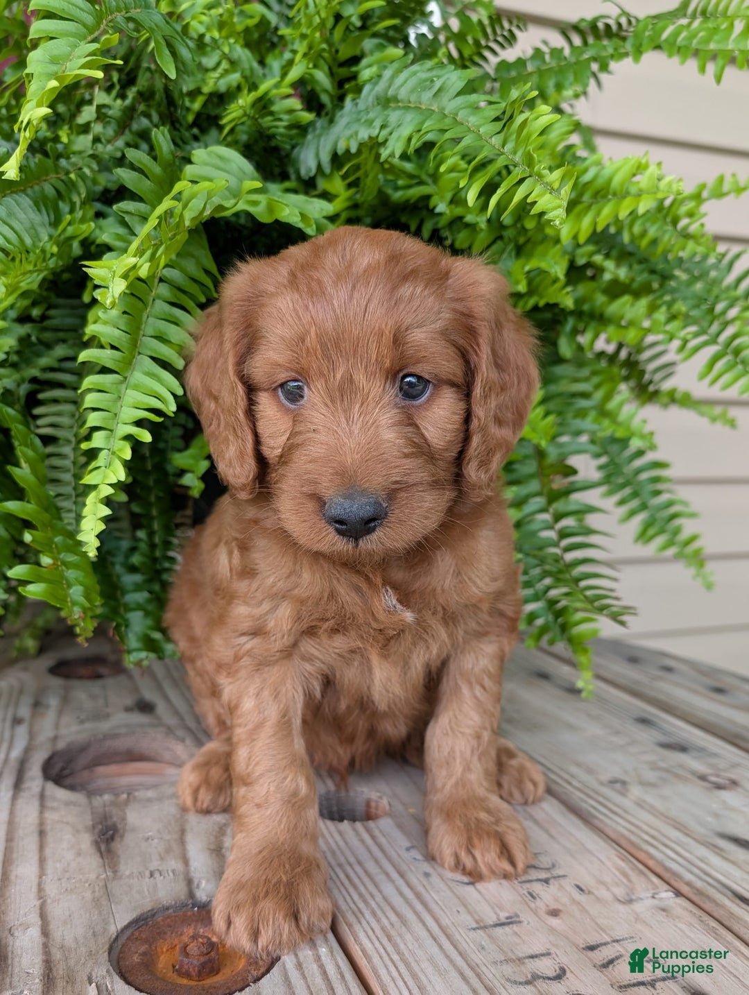 Goldendoodle dogs for sale: Ben - Image 33