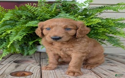 Goldendoodle dogs for sale: Flip - Image 17