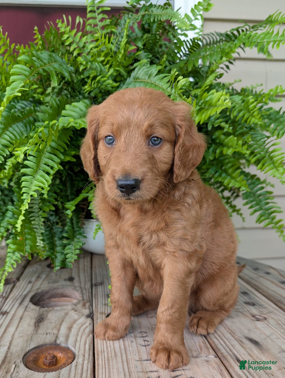 Goldendoodle dogs for sale: Flip - Image 17