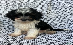 Cockapoo dogs for sale: Charlie - Image 7