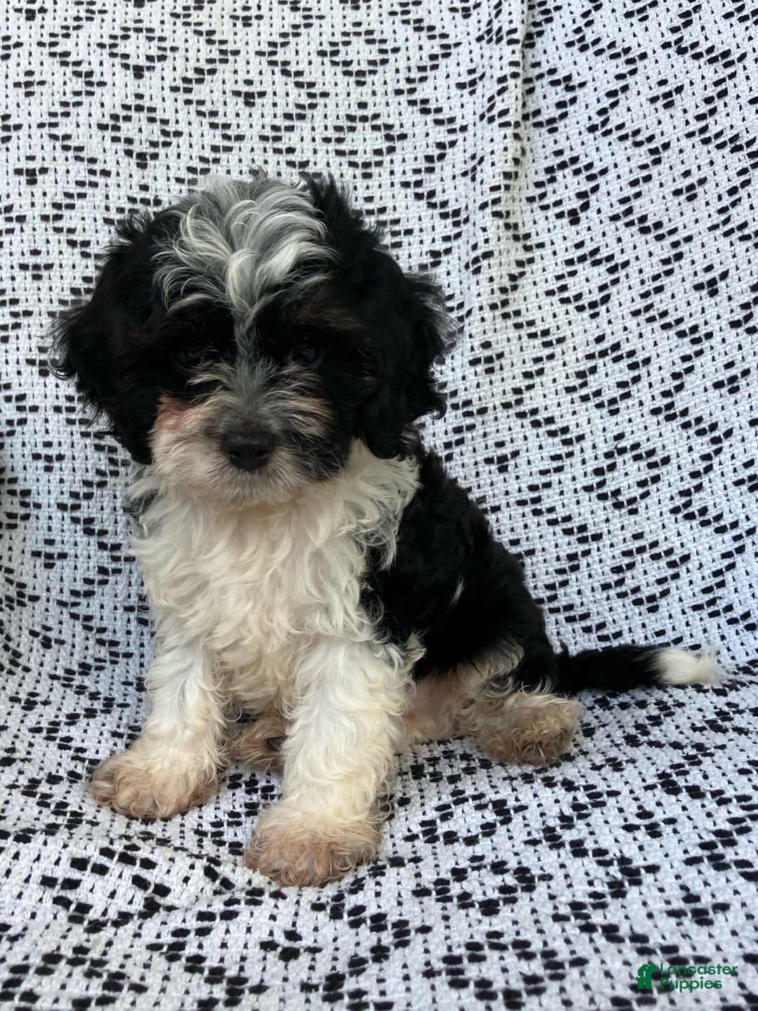 Cockapoo dogs for sale: Charlie - Image 7