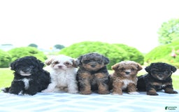Toy Poodle dogs for sale: Karter - Image 10