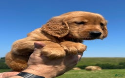 Golden Retriever dogs for sale: Rascal - Image 22