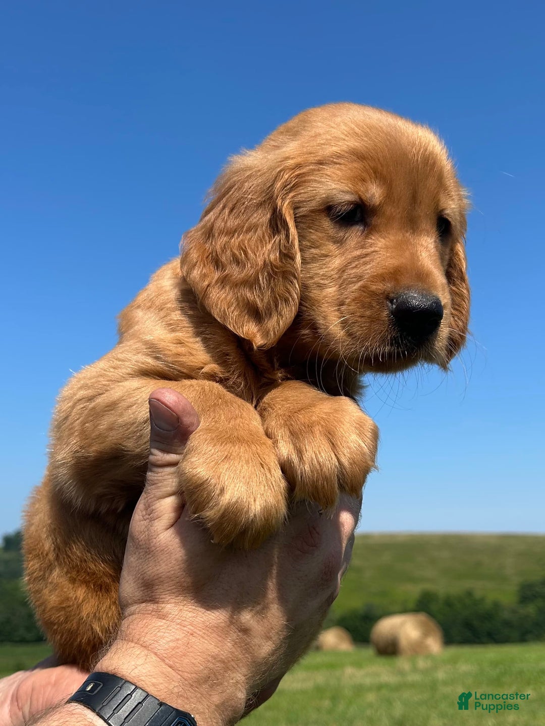 Golden Retriever dogs for sale: Rascal - Image 22