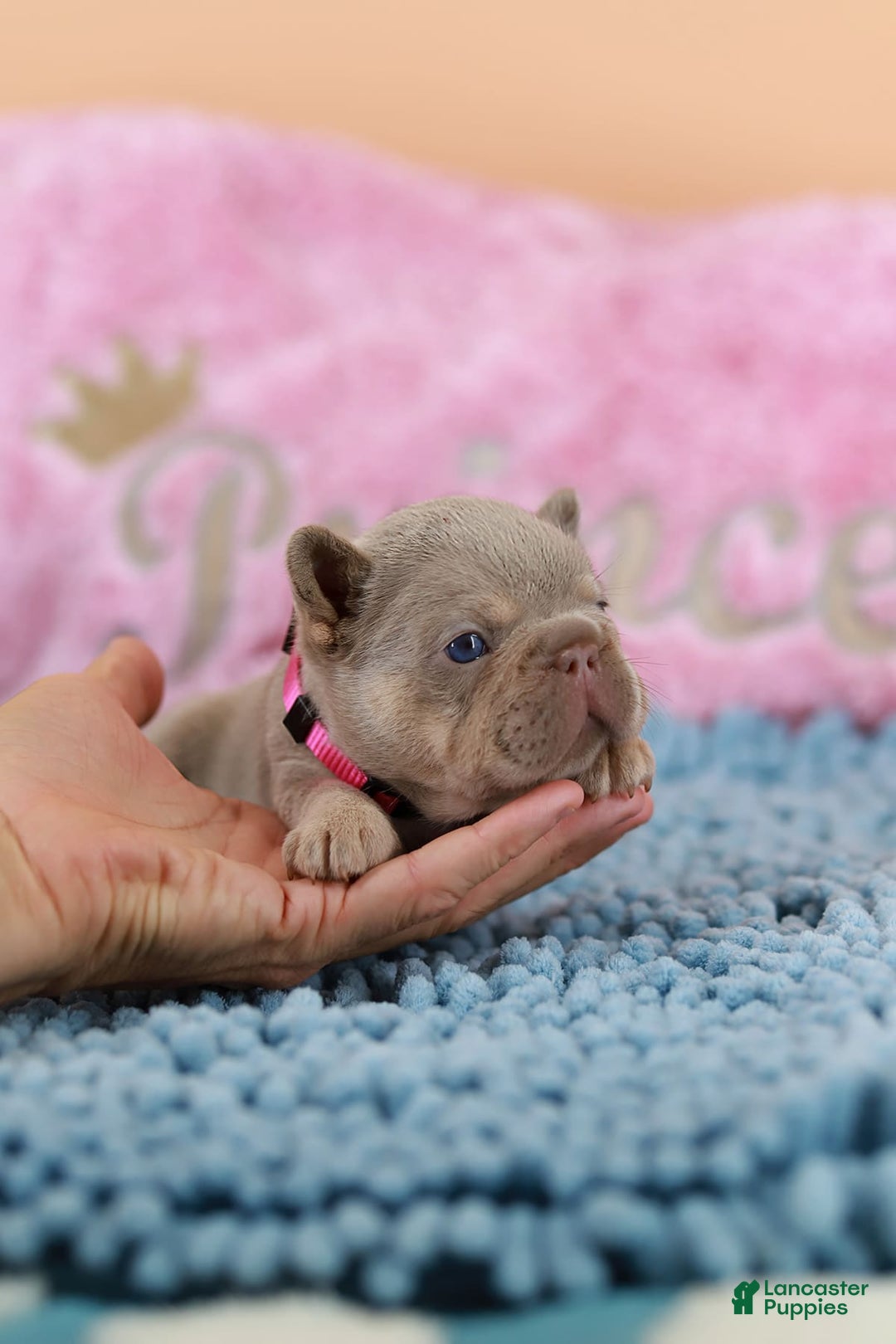 French Bulldog dogs for sale: Denise - Image 7