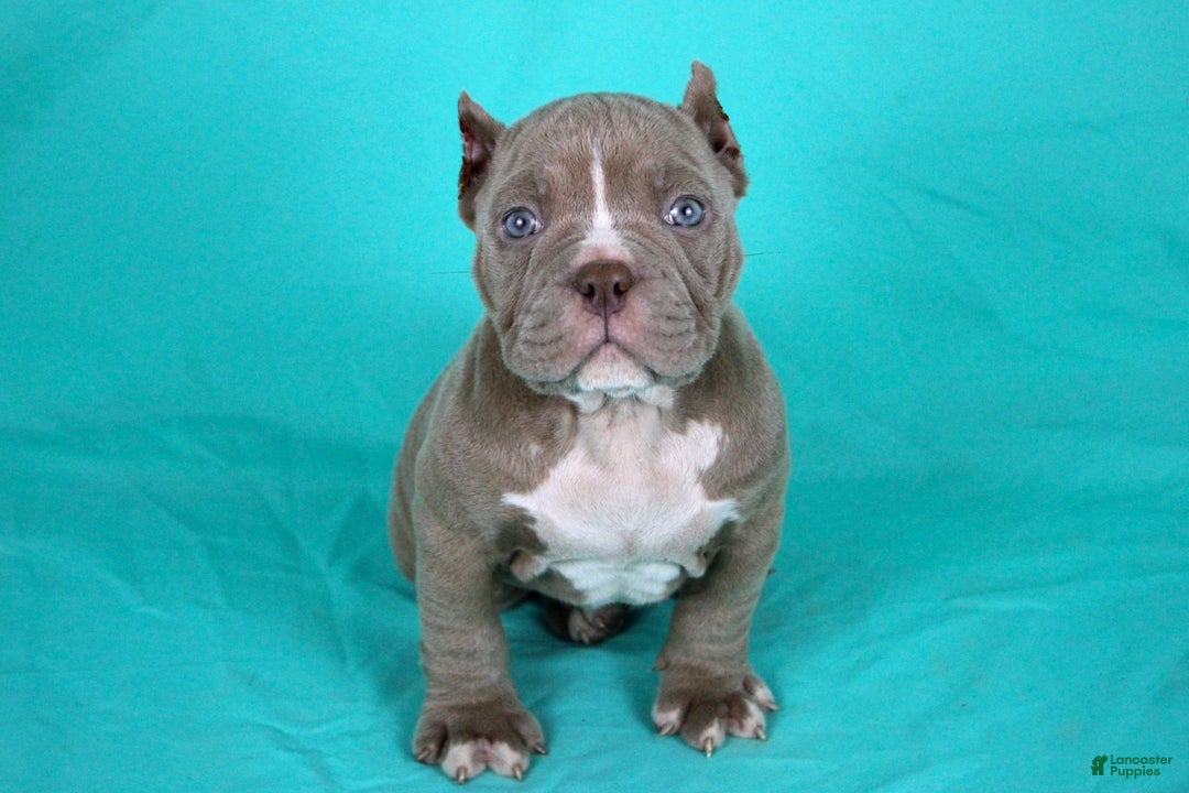 American Bully dogs for sale: Lilac Male - Image 2