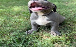 American Bully dogs for sale: Bam Bam - Image 4