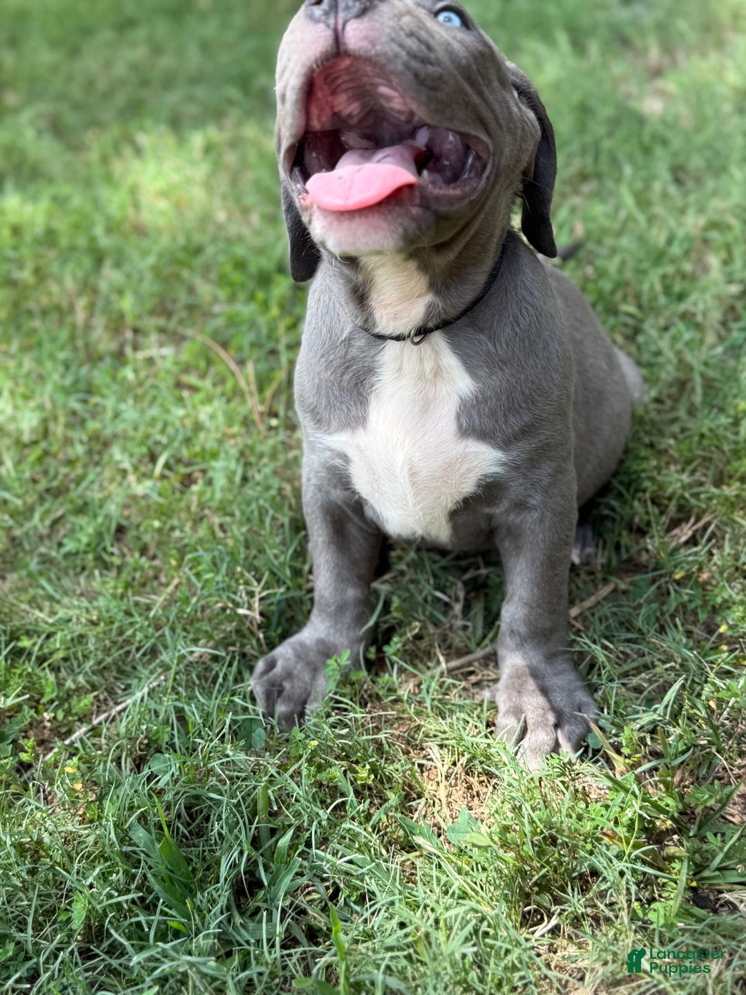 American Bully dogs for sale: Bam Bam - Image 4