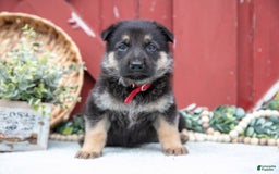 German Shepherd dogs for sale: Salem - Image 2