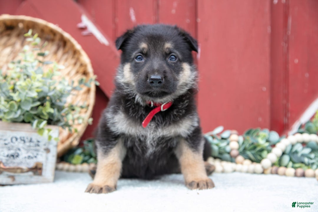 German Shepherd dogs for sale: Salem - Image 2