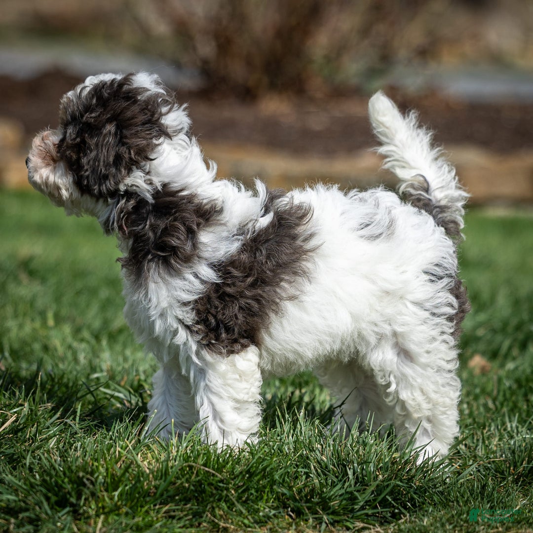 Cavapoo dogs for sale: Timon - Image 2