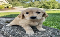 Golden Retriever dogs for sale: Flower - Image 1