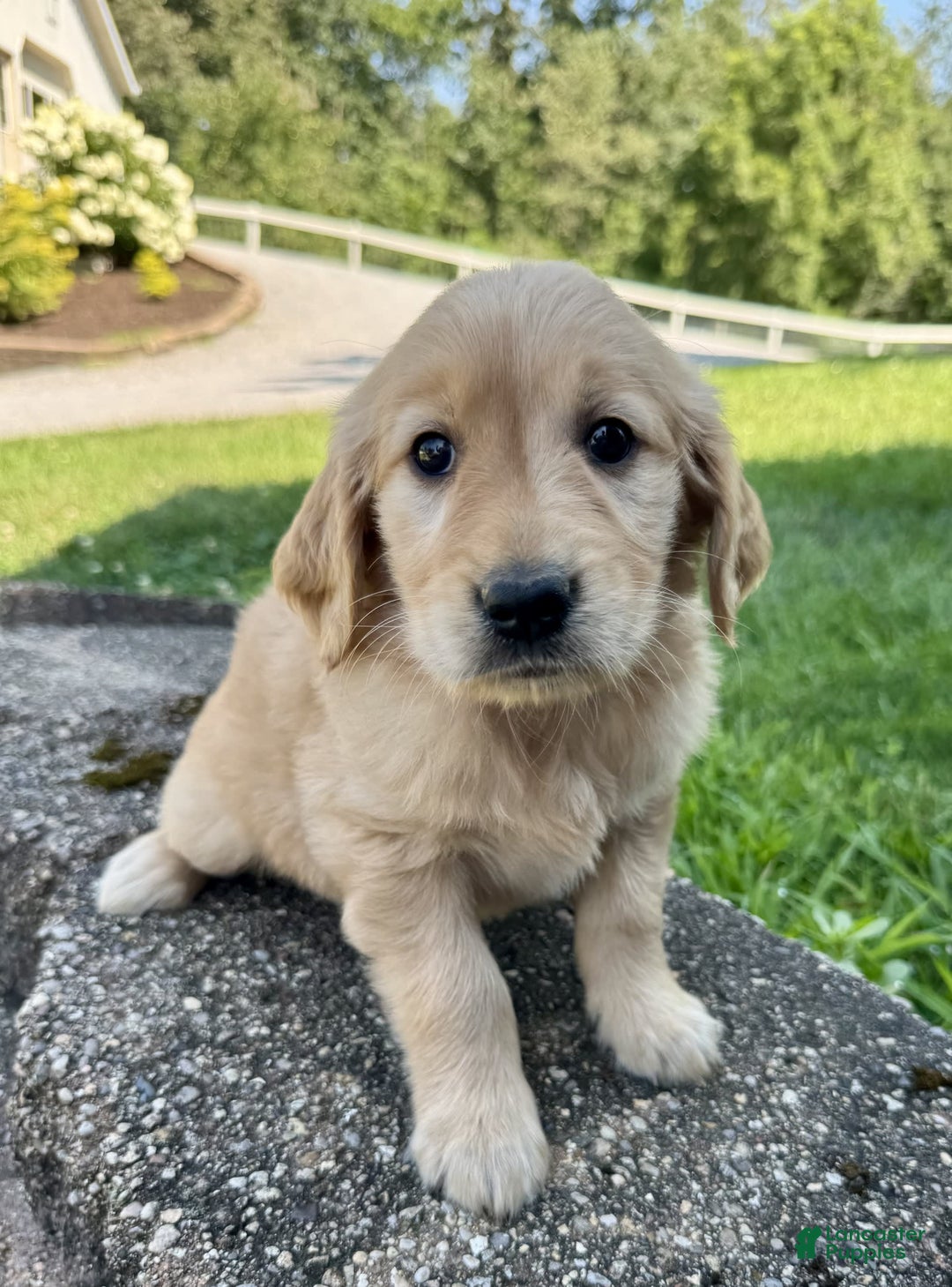 Golden Retriever dogs for sale: Flower - Image 1