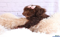 Cockapoo dogs for sale: Barb - Image 3