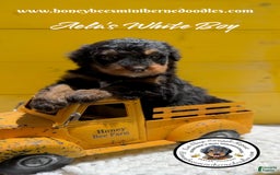 Mini Bernedoodle dogs for sale: Aelas White Boy - Image 4
