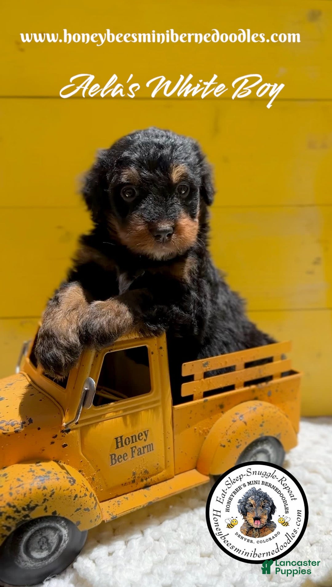 Mini Bernedoodle dogs for sale: Aelas White Boy - Image 4