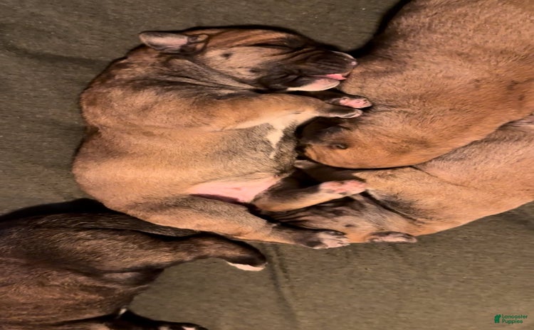 South African Boerboels dogs - Advert 8