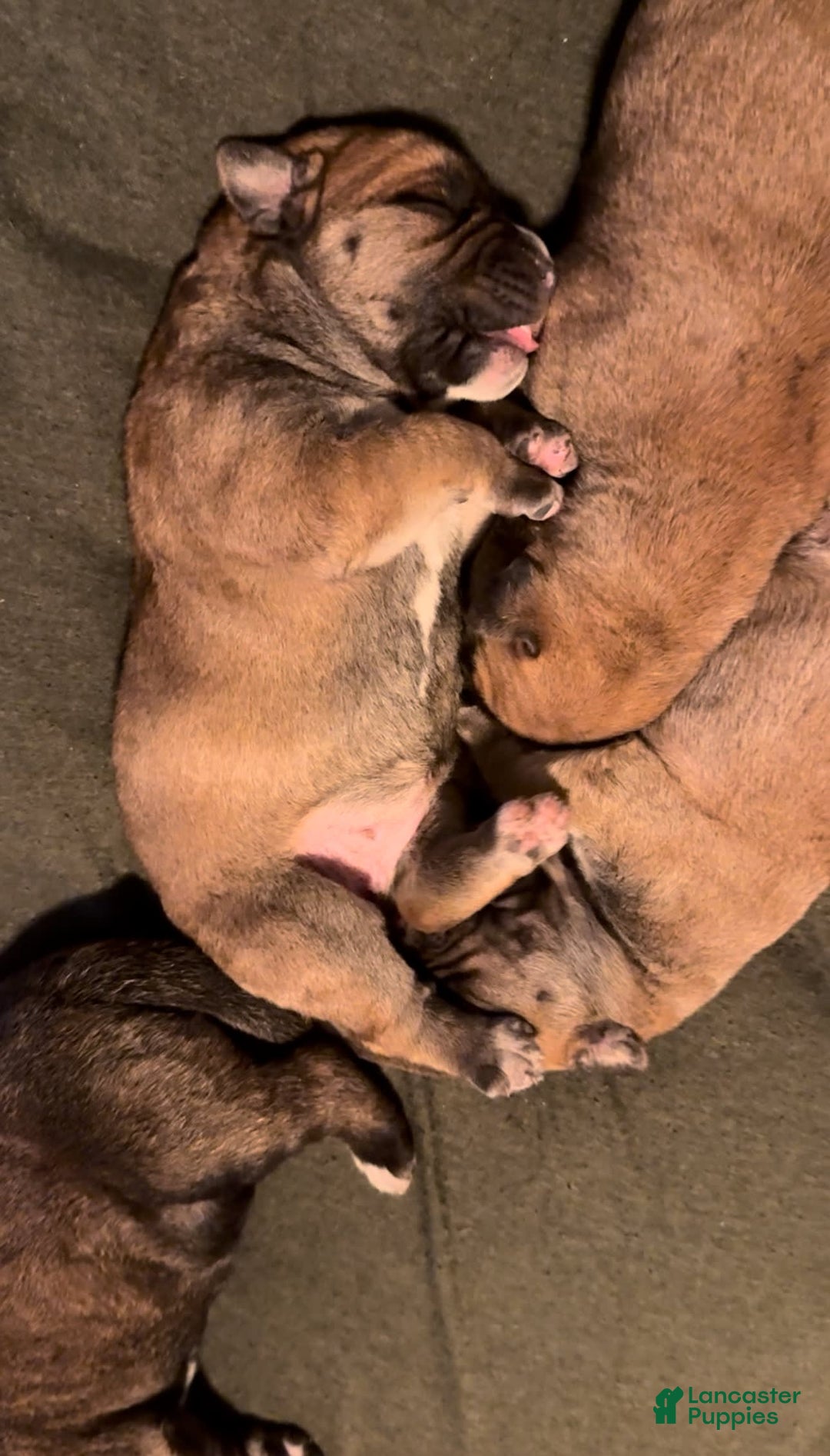 South African Boerboels dogs for sale: Rhino - Image 8