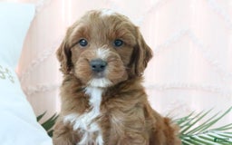 Goldendoodle dogs for sale: Nolan - Image 2