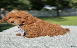 Mini Goldendoodle dogs for sale: Ziggy - Image 3