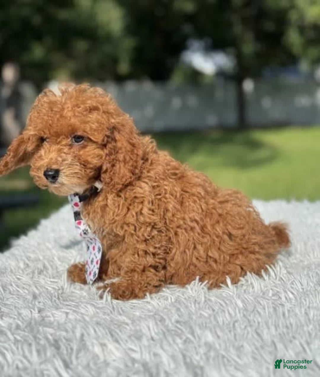 Mini Goldendoodle dogs for sale: Ziggy - Image 3