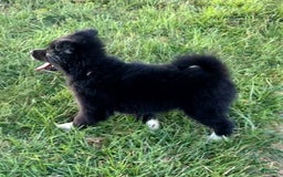 Shiba Inu dogs for sale: Missy - Image 11