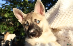 Gerberian Shepsky dogs for sale: Korra - Image 2