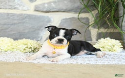 Boston Terrier dogs for sale: Willa - Image 5