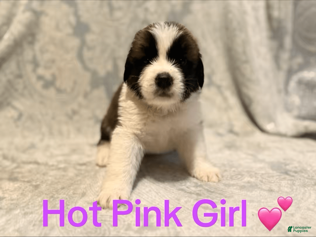 Saint Bernard dogs for sale: 14 Saints Available - Image 2