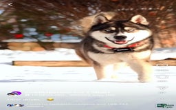 Siberian Husky dogs for sale: Bobo - Image 4