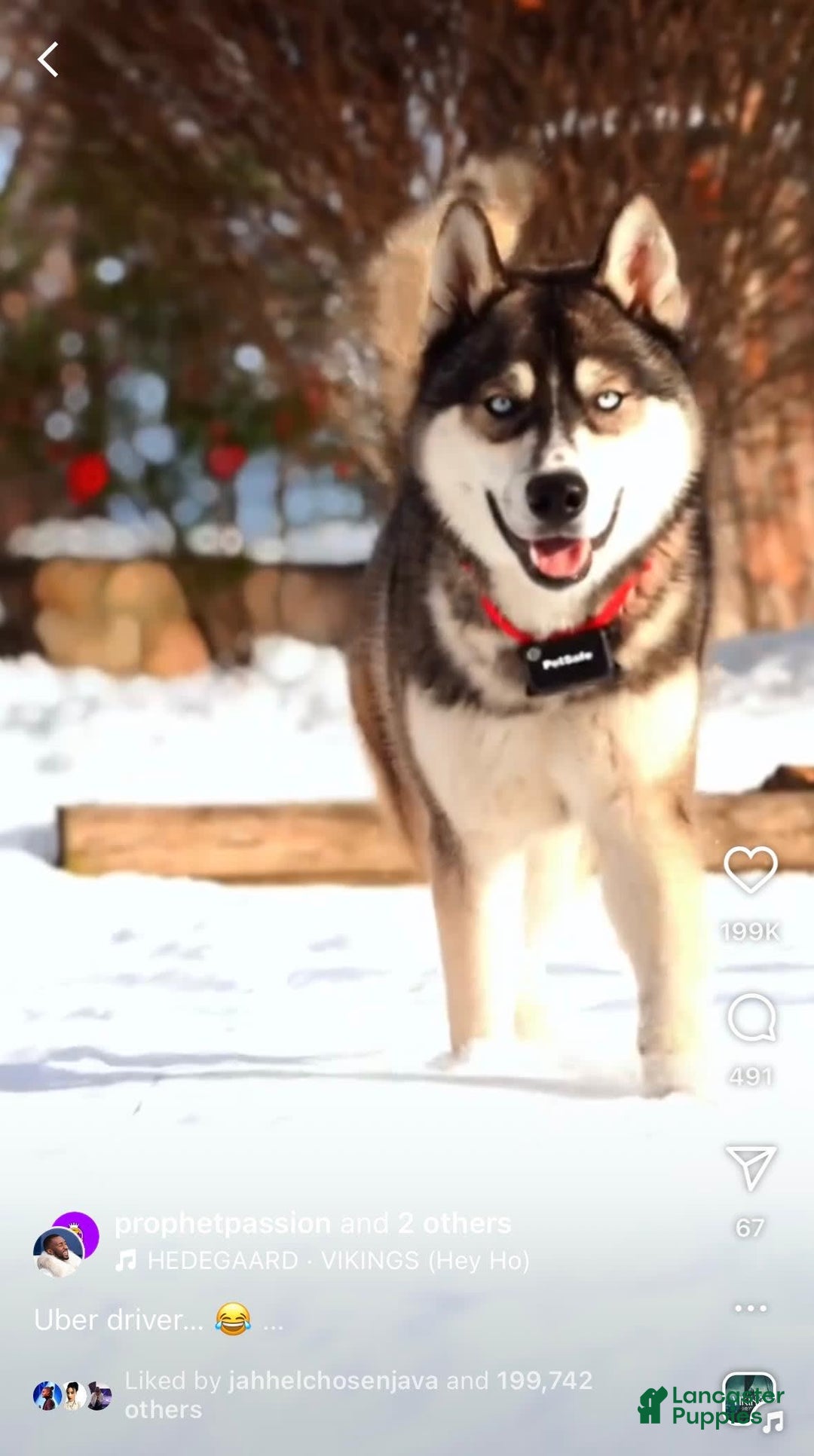 Siberian Husky dogs for sale: Bobo - Image 4