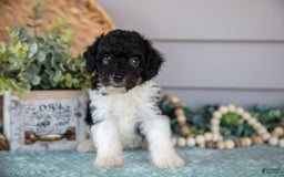Miniature Poodle dogs for sale: Teagan - Image 1