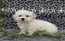 Havanese dogs for sale: Chadwin - Image 4