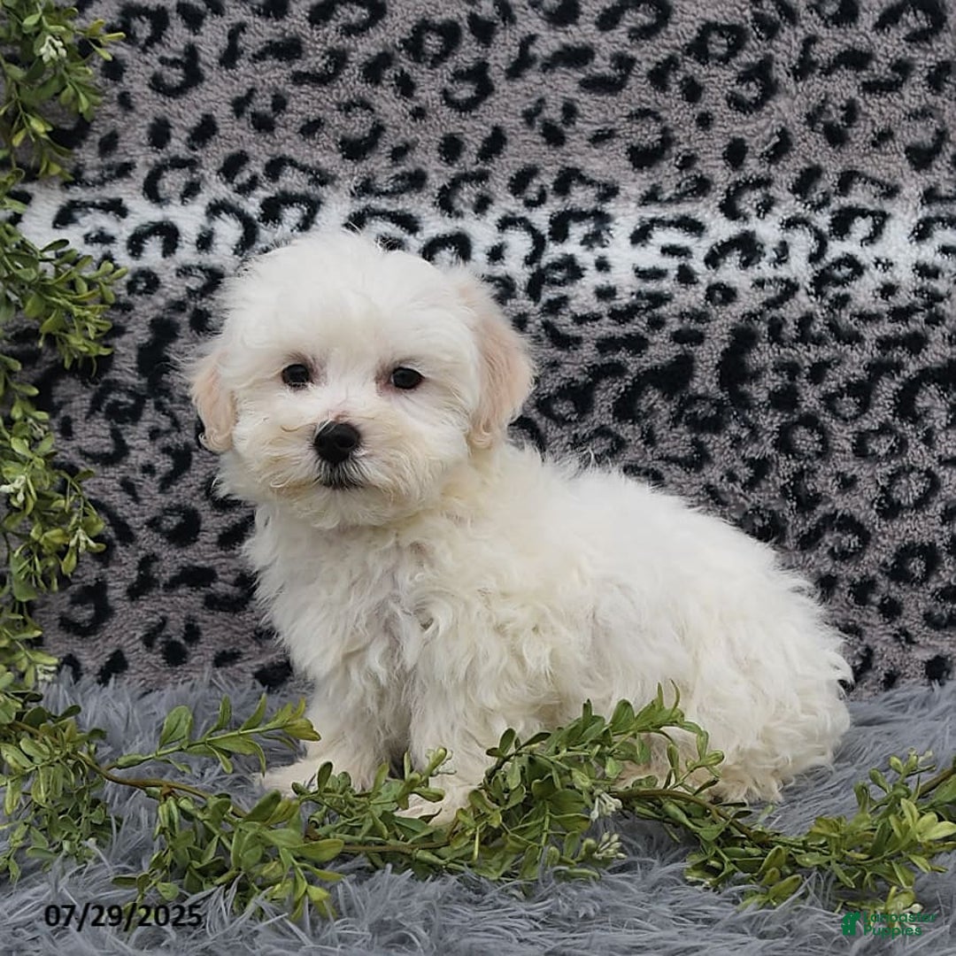 Havanese dogs for sale: Chadwin - Image 4